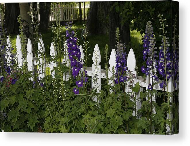 White Picket Fence Canvas Print featuring the photograph White Picket Blooms by Michael Elam