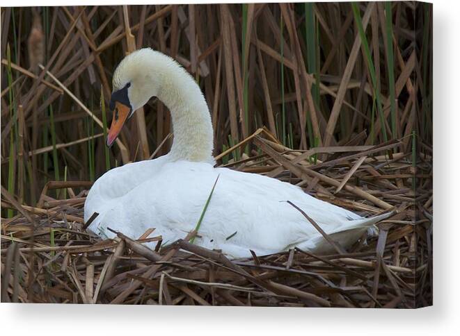 Swan Canvas Print featuring the photograph White Swan by Ralph Jones