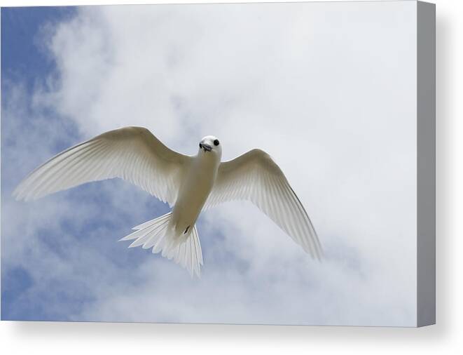 00429820 Canvas Print featuring the photograph White Tern Flying Midway Atoll Hawaiian by Sebastian Kennerknecht