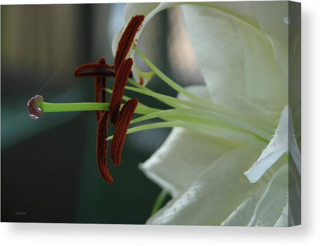 Photography Canvas Print featuring the photograph White Tiger Lily II by Julianne Felton