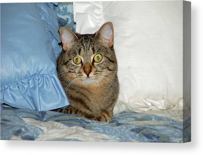 Cat Canvas Print featuring the photograph Wide eyed by Aimee L Maher ALM GALLERY