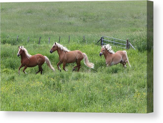 Horses Canvas Print featuring the photograph Wildfire Times Three by Duane Cross