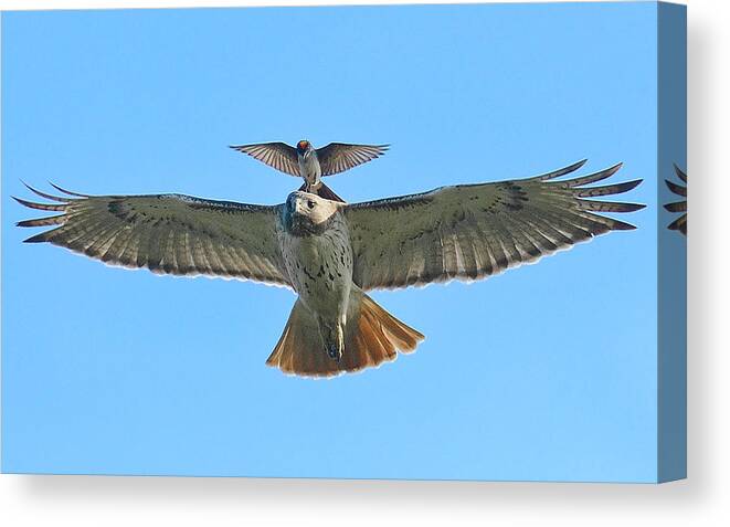 Hawk Canvas Print featuring the photograph Wind Beneath My Wings by William Jobes