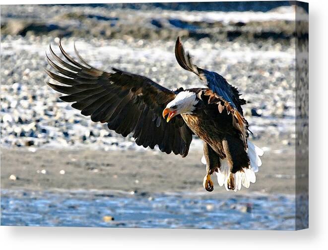 Bald Eagle Canvas Print featuring the digital art Wings by Carrie OBrien Sibley