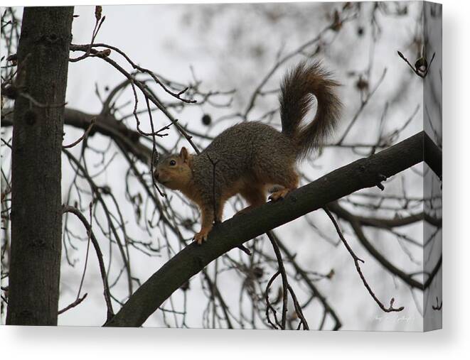 Squirrel Canvas Print featuring the photograph Winter Wonderland by Amy Gallagher