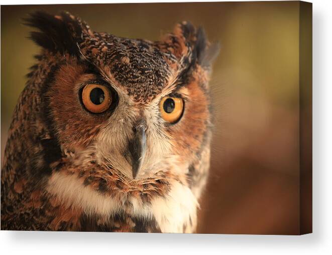 Nature Canvas Print featuring the photograph Wise Old Owl by Doug McPherson