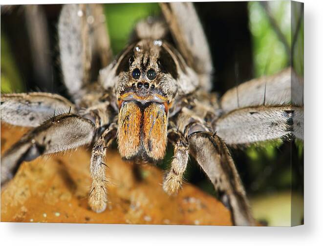Fn Canvas Print featuring the photograph Wolf Spider Hogna Sp, Mindo, Western by James Christensen