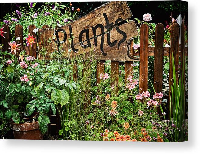 Plants Canvas Print featuring the photograph Wooden plant sign in flowers by Simon Bratt