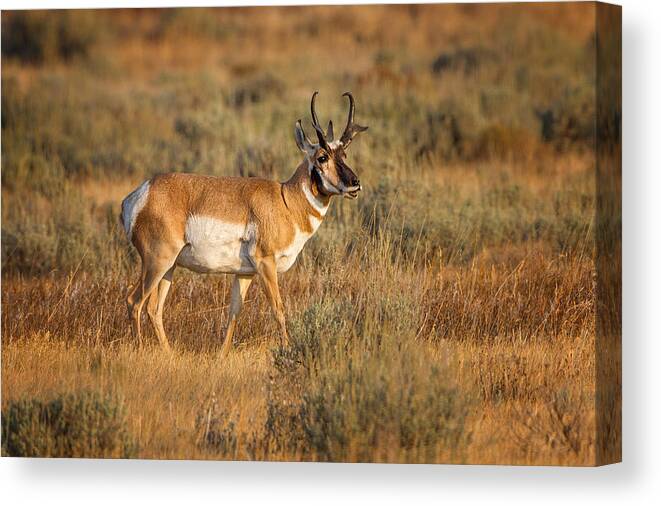 2012 Canvas Print featuring the photograph Wyoming Pronghorn by Ronald Lutz