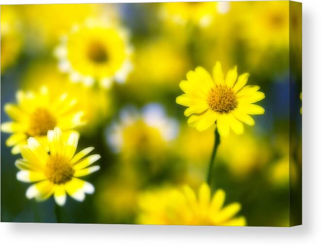 Yellow Canvas Print featuring the photograph Yellow Daisy by Al Hurley