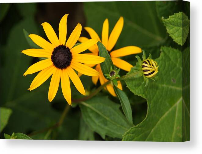 Flowers Canvas Print featuring the photograph Yellow Flowers by Megan Cohen