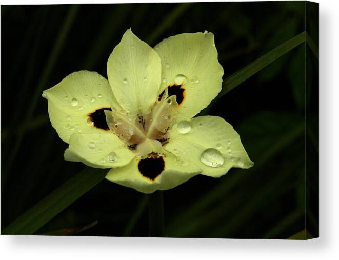 Prints Canvas Print featuring the photograph Yellow Iris with Rain Drops by Jennifer Bright Burr