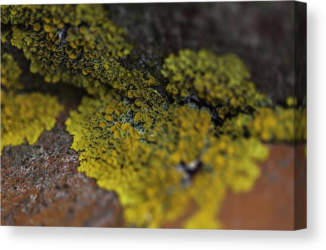 Lichen Canvas Print featuring the photograph Yellow Lichen by Kate Hannon
