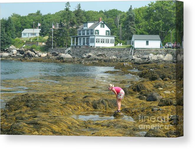 People Canvas Print featuring the photograph Young Girl Exploring A Maine Tidepool by Ted Kinsman