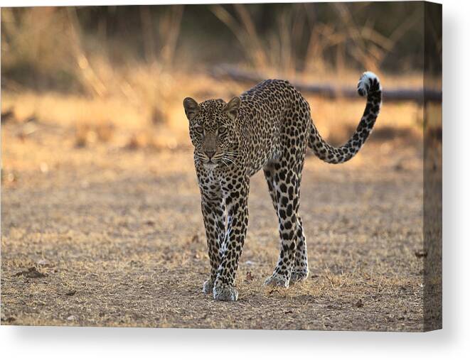 Africa Canvas Print featuring the photograph Young male leopard by Johan Elzenga