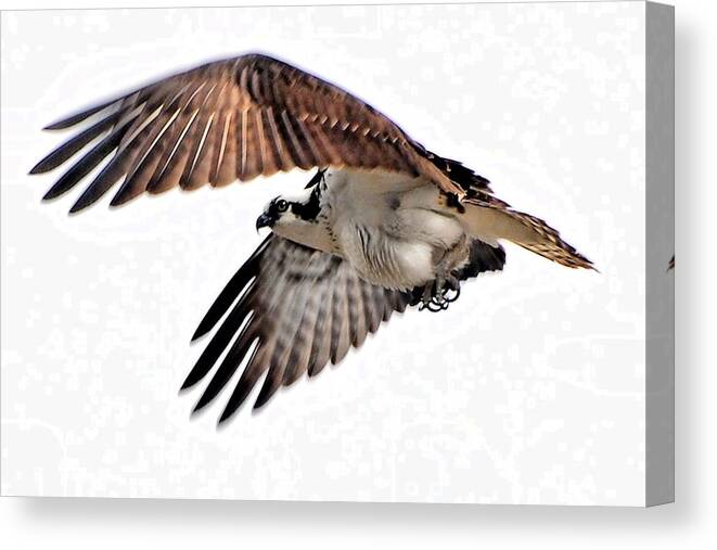 Osprey Canvas Print featuring the digital art Young Osprey Practice Flight by Don Mann