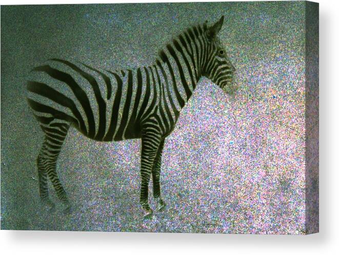 Zebra Canvas Print featuring the photograph Zebra by Kelly Hazel