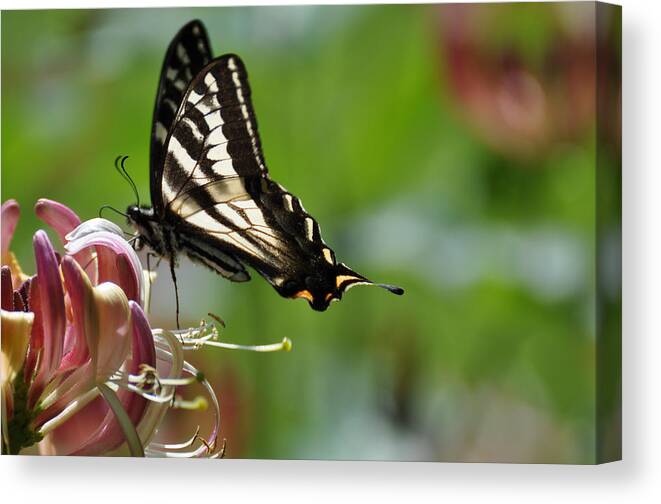 Honeysuckle Canvas Print featuring the photograph Zebra Swallowtail sipping Honeysuckle by Ronda Broatch