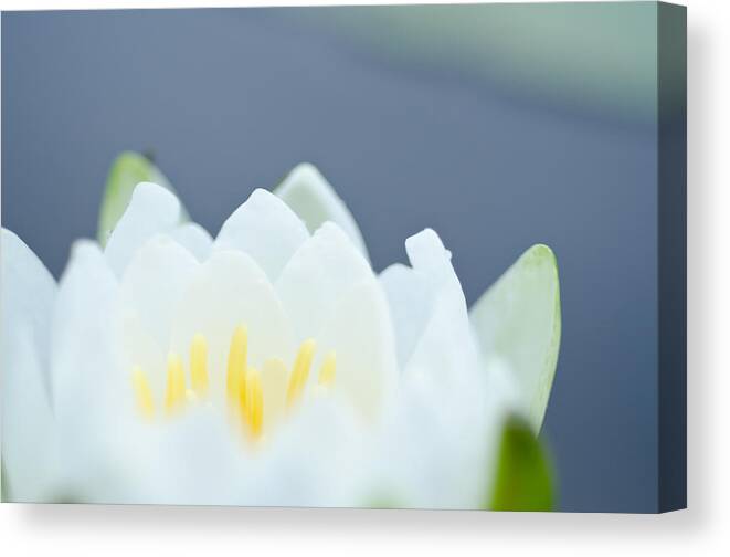 Water Lily Canvas Print featuring the photograph Zen by Margaret Pitcher