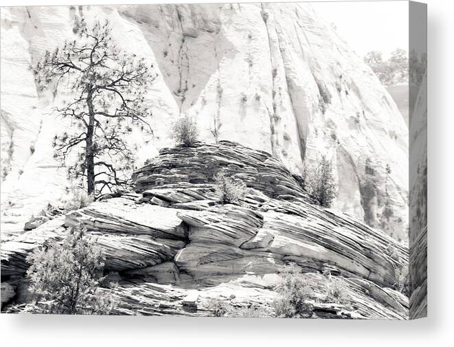 Zion Canvas Print featuring the photograph Zion Tree by Julie Niemela