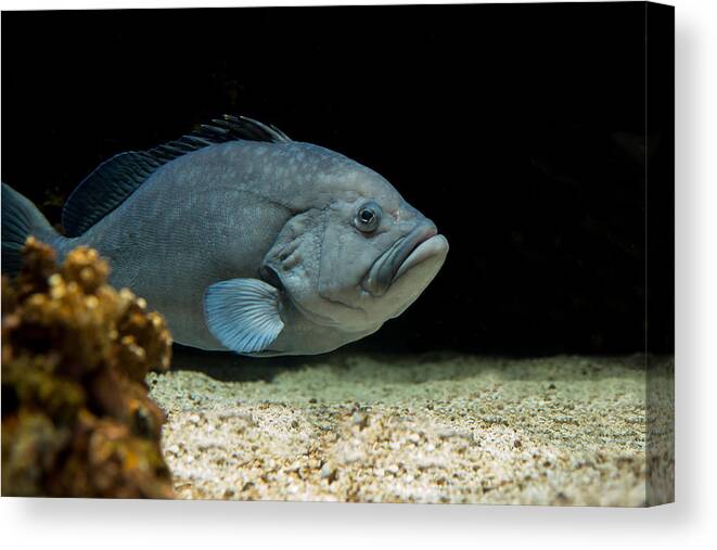 Fish Canvas Print featuring the photograph Grumpy Grouper by Robin-Lee Vieira