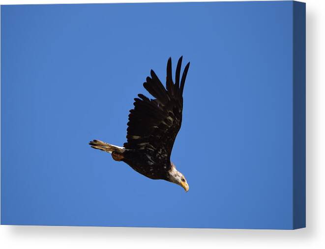 Bald Eagle Juvenile Canvas Print featuring the photograph Bald Eagle Juvenile Burgess Res CO #2 by Margarethe Binkley