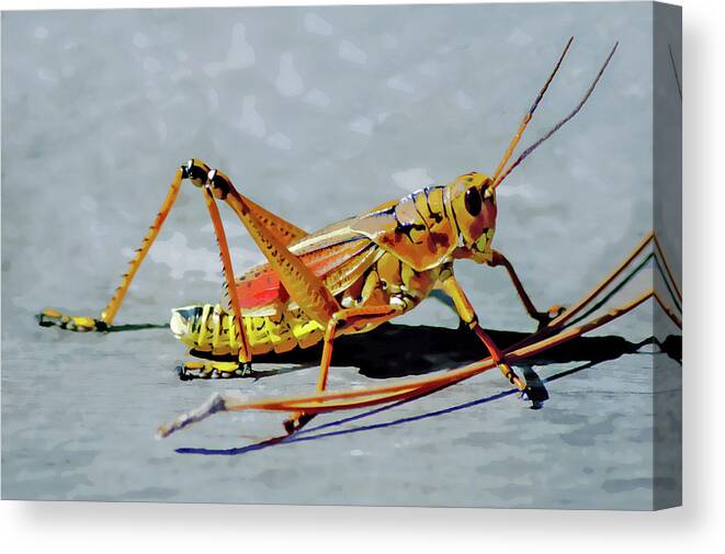 Lubber Grasshopper Canvas Print featuring the digital art 15- Lubber Grasshopper by Joseph Keane