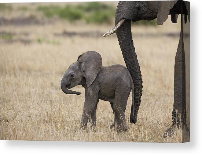 00784040 Canvas Print featuring the photograph African Elephant Mother And Under 3 by Suzi Eszterhas