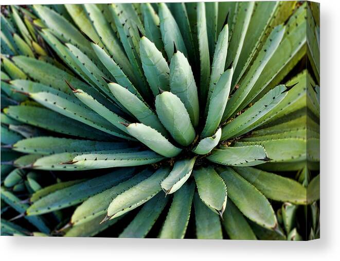 Agave Canvas Print featuring the photograph Agave #1 by Kelley King