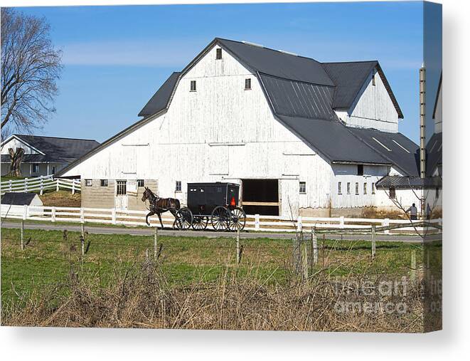 Amish Canvas Print featuring the photograph Amish Buggy and White Barn #1 by David Arment