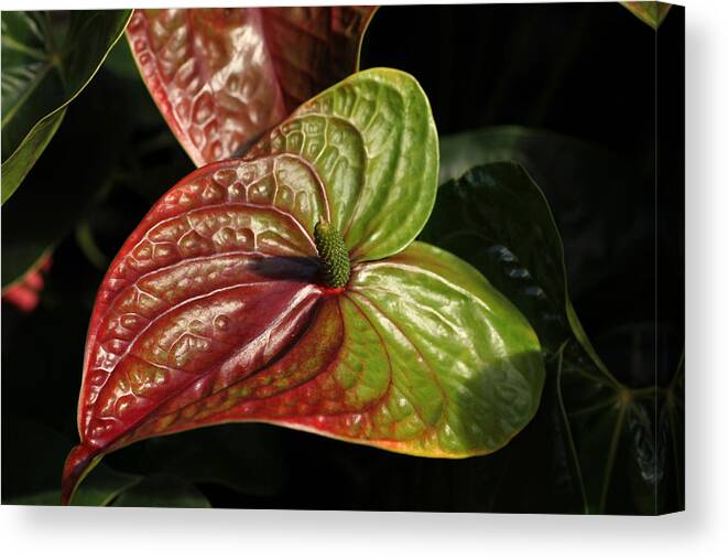 Red Canvas Print featuring the photograph Anthurium Flamingo by Tammy Pool