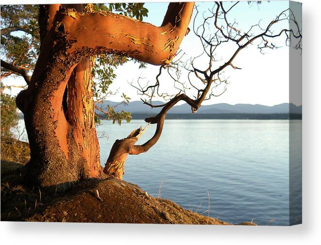 Gulf Islands Canvas Print featuring the photograph Arbutus #1 by Kevin Oke