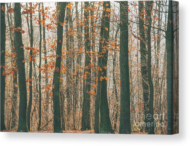 Landscape Canvas Print featuring the photograph Autumn forest #1 by Jelena Jovanovic