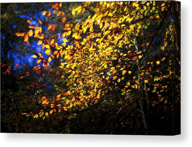 Autumn Canvas Print featuring the photograph Autumn Leaves #1 by David Harding