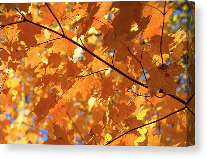 Leaves Canvas Print featuring the photograph Autumn Leaves #1 by David Stasiak