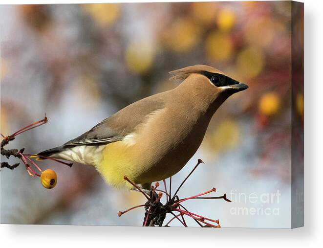 Cedar Waxwing Canvas Print featuring the photograph Autumn Waxwing #1 by Michael Dawson