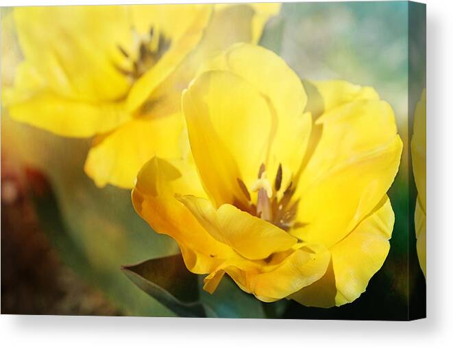 Tulip Canvas Print featuring the photograph Awakening #1 by Theresa Campbell