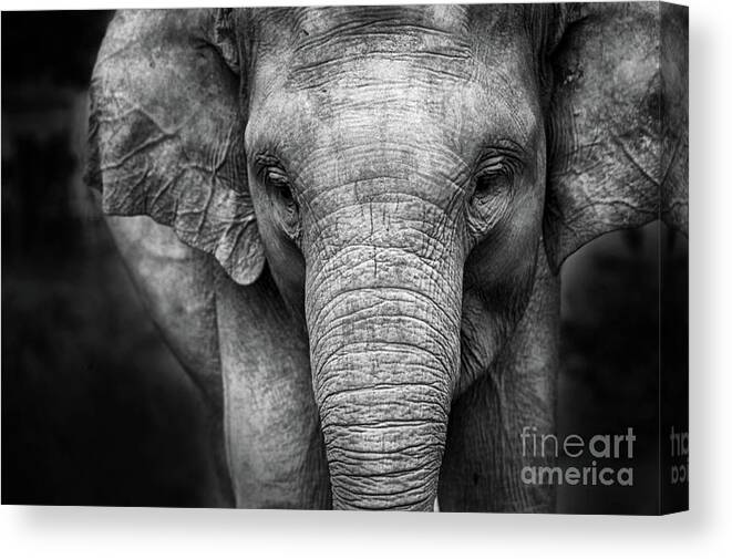 Elephant Canvas Print featuring the photograph Baby Elephant #1 by Charuhas Images