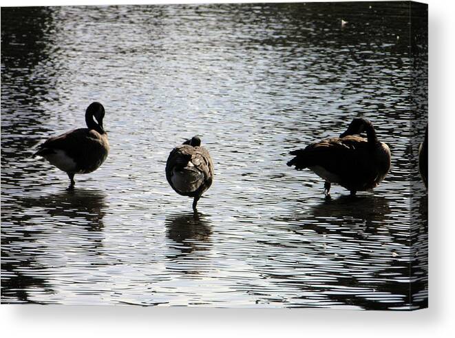 Geese Canvas Print featuring the photograph Balancing act #1 by Meagan Visser