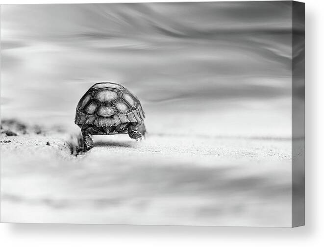 Animal Canvas Print featuring the photograph Big Big World #2 by Laura Fasulo