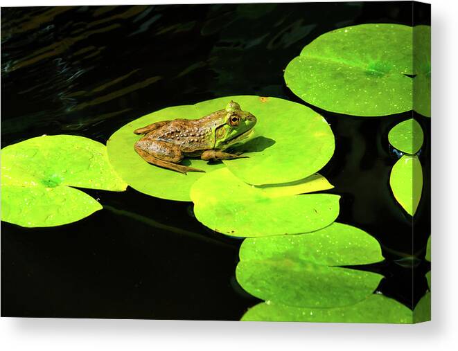 Cornish Canvas Print featuring the photograph Blending In #1 by Greg Fortier