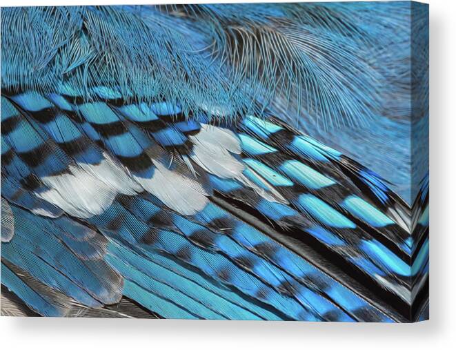 Blue Jay Canvas Print featuring the photograph Blue #1 by Cathy Kovarik