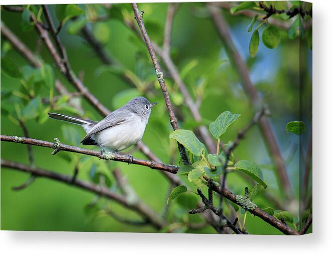 Gary Hall Canvas Print featuring the photograph Blue-gray Gnatcatcher #1 by Gary Hall
