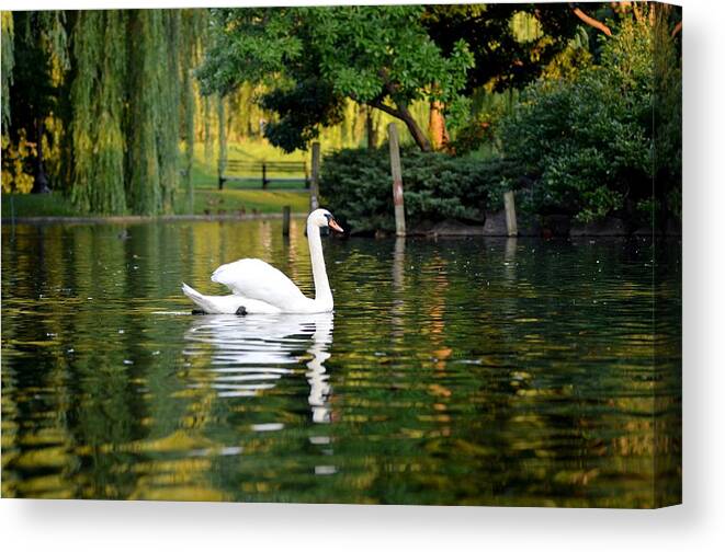 Boston Canvas Print featuring the photograph Boston Public Garden Swan Green reflection by Toby McGuire