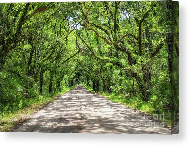 Botany Bay Road Canvas Print featuring the photograph Botany Bay Road #1 by Michael Ver Sprill