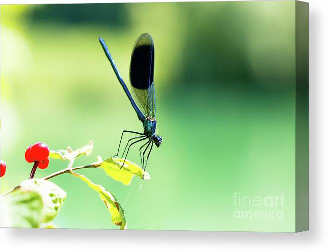 Countryside Canvas Print featuring the photograph Broad-winged Damselfly, Dragonfly by Amanda Mohler