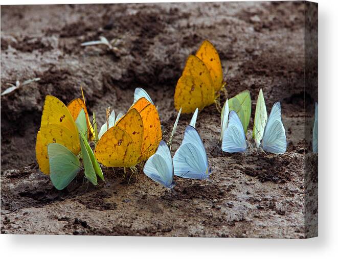Butterflies Canvas Print featuring the photograph Butterflies Eating Minerals #2 by Aivar Mikko