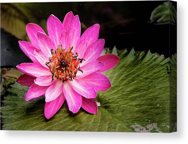 Lily Canvas Print featuring the photograph Carroll Creek Water Lily #1 by Don Johnson
