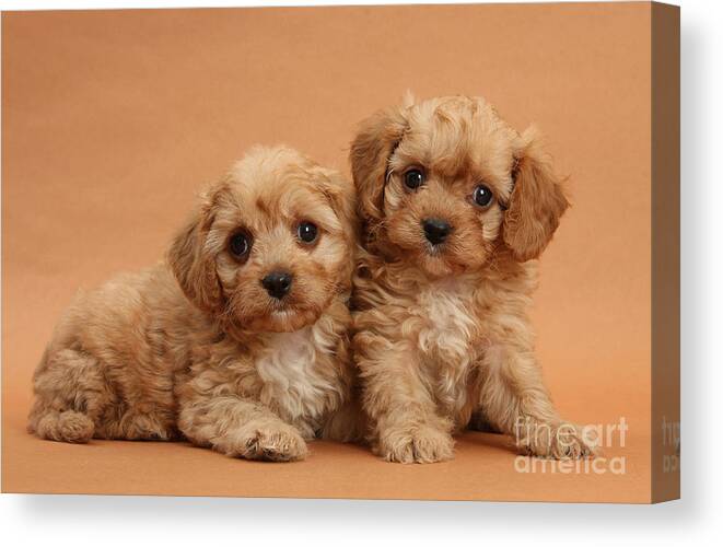 Animal Canvas Print featuring the photograph Cavapoo Pups #1 by Mark Taylor