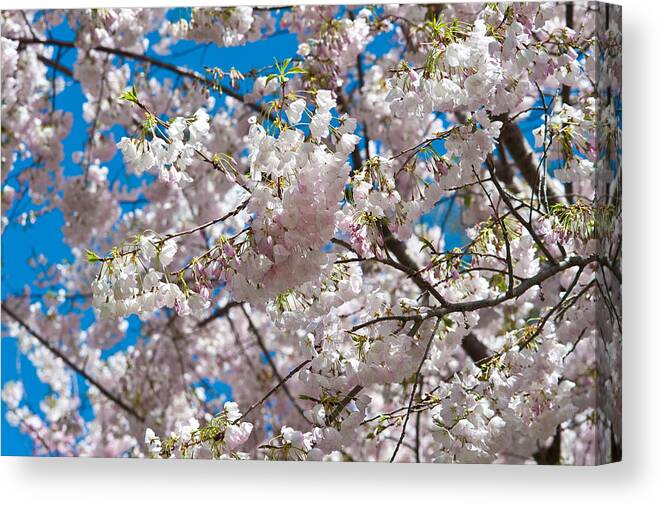 Cherry Blossom Canvas Print featuring the photograph Cherry Blossom #1 by Sebastian Musial